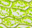 Aufgabe Aufbau der Zellwand bei Pflanzenzellen ( Foto : Adobe Stock - klickit25 )