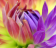 Gentransfer bei Pflanzen ein natuerlicher Prozess ( Foto : Adobe Stock - benedicte )