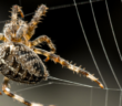 Spinnenseide in der Medizin: Herstellung, Aufbau & Eigenschaften ( Foto: Adobe Stock - ian )