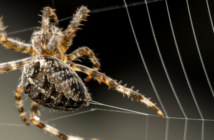 Spinnenseide in der Medizin: Herstellung, Aufbau & Eigenschaften ( Foto: Adobe Stock - ian )