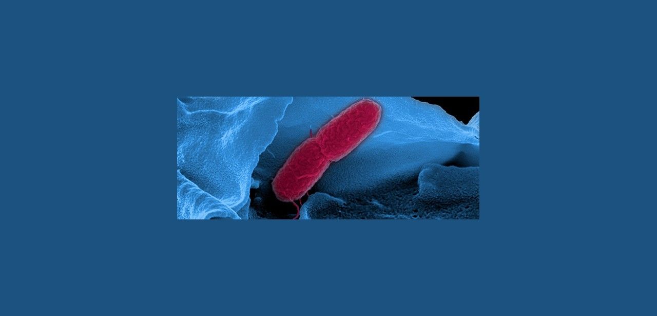 Neuer statistischer Ansatz ermöglicht genauere Vorhersage von RNA-Halbwertszeiten in (Foto: HZI. Manfred Rohde)